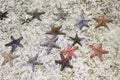 Shimmering starfishes in the sea