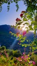 Shimmering sunlight over lush mountain coming through beautiful flowers