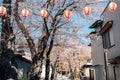 Shimoyoshida village cherry blossoms road in Yamanashi, Japan Royalty Free Stock Photo