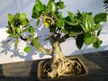 Shimpaku juniper Bonsai plant in nature green leaes Royalty Free Stock Photo