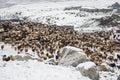 Shimshali people go grazing with the sheep, goats and yaks. They raise and graze at an altitude of over 5600m because there are on