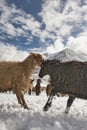 Shimshali people go grazing with the sheep, goats and yaks. They raise and graze at an altitude of over 5600m because there are on