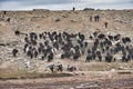 Shimshali people go grazing with the sheep, goats and yaks. They raise and graze at an altitude of over 5600m because there are on