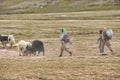 Shimshali people go grazing with the sheep, goats and yaks. They raise and graze at an altitude of over 5600m because there are on