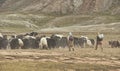 Shimshali people go grazing with the sheep, goats and yaks. They raise and graze at an altitude of over 5600m because there are on