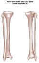 Shin bone and calf bone