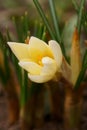 The shine and colors of spring, yellow crocus flower the snow crocus or golden crocus, Crocus chrysanthus Royalty Free Stock Photo