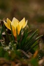 The shine and colors of spring, yellow crocus flower the snow crocus or golden crocus Crocus chrysanthus Royalty Free Stock Photo