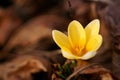 The shine and colors of spring, yellow crocus flower the snow crocus or golden crocus Crocus chrysanthus Royalty Free Stock Photo