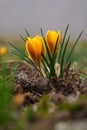 The shine and colors of spring, yellow crocus flowers the snow crocus or golden crocus Crocus chrysanthus Royalty Free Stock Photo