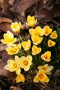 The shine and colors of spring, yellow crocus flowers the snow crocus or golden crocus - Crocus chrysanthus Royalty Free Stock Photo