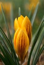 The shine and colors of spring, yellow crocus flowers the snow crocus or golden crocus Crocus chrysanthus Royalty Free Stock Photo