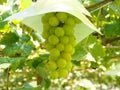 Shine Muscat Grape hanging from grapevine trellis