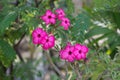 Shine pink flower, Gardening in the house