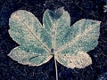 Shine rain drops on fallen maple leaf. Reflection in drops. Royalty Free Stock Photo