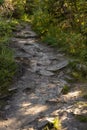 Shine summer landscape with walkway in bright green forest with boulders, roots and green grass in golden evening sunbeams.