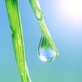 Shine water drop