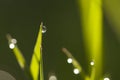Shine water drop on green grass . close up