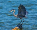 Great Blue Herron and its first catch