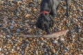 Black working cocker spaniel smells a dead dogfish on the beach