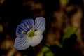 Shiney blue flower in spring
