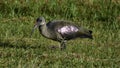 A Bird With Shiney Wings Royalty Free Stock Photo