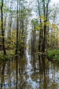 Shingarka river channel in the picturesque English Park of Petrodvorets. Royalty Free Stock Photo