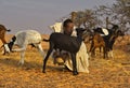 Harsh life in the Sahara Desert Royalty Free Stock Photo