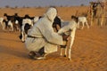 Harsh life in the Sahara Desert Royalty Free Stock Photo