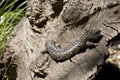 Shingle back lizard aka stumpy tail Royalty Free Stock Photo