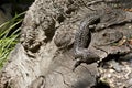 Shingle back lizard aka stumpy tail Royalty Free Stock Photo