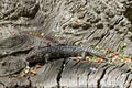 Shingle back lizard aka stumpy tail Royalty Free Stock Photo