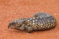 Shingle Back Lizard