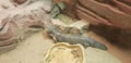 Shingle-back skins lizard in a terrarium in the zoo (Tachydosaurus rugosus