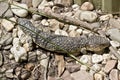 Shingle back or stumpy tail lizard