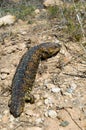 Shingleback Lizard Royalty Free Stock Photo