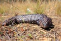Shingleback Lizard close-up basking in sun on dry ground in Australia