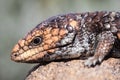 Shingleback Lizard Royalty Free Stock Photo
