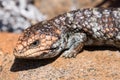 Shingleback Lizard Royalty Free Stock Photo