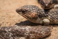 The shingleback lizard is live in australia nature garden Royalty Free Stock Photo