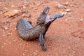 Shingleback Lizard