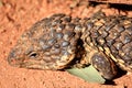 Shingleback Lizard Royalty Free Stock Photo