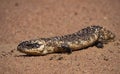 Shingleback Lizard portrait close up