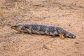 Shingleback Sleepy Lizard in John Forest National Park Western Australia Royalty Free Stock Photo