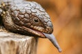 Shingleback also known as Tiliqua rugosa