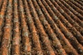 shingles on roof covered by moss and lichens Royalty Free Stock Photo