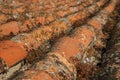 shingles on roof covered by moss and lichens Royalty Free Stock Photo