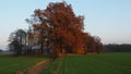 Shining autumn tree with colorful red brown leaves