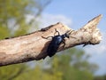 Shining bug on old plant branch, Lithuania Royalty Free Stock Photo