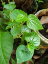 Pepper elder plant